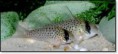 CORYDORAS ATROPERSONATUS MASKED